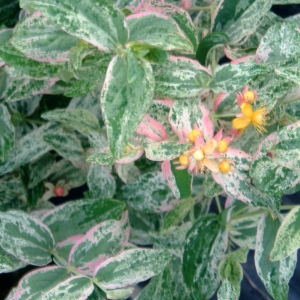Hypericum and. Tricolor