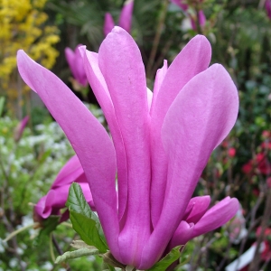 Magnolia lilioflora Susan